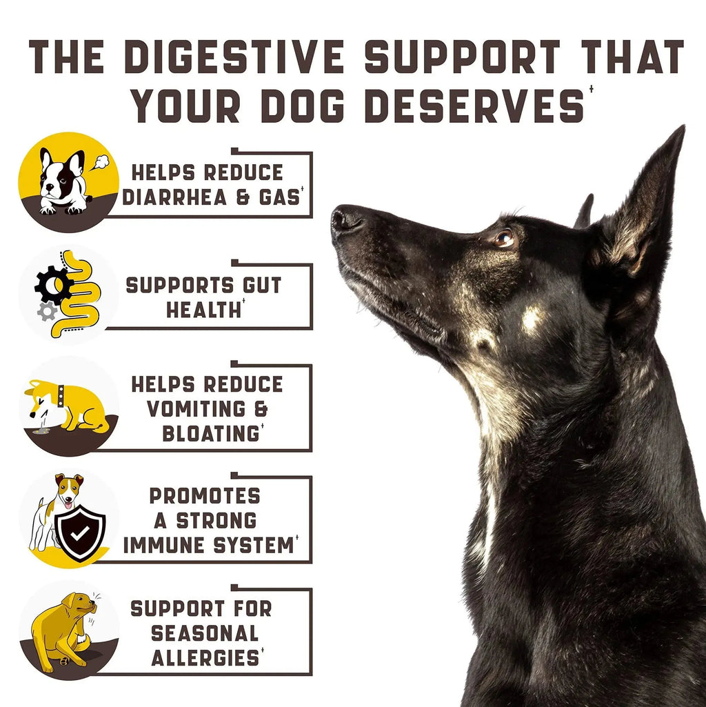 NO AMAZON Probiotics For Dogs Support Gut Health Itchy Skin Allergies Yeast Balance Immunity Probiotics And Digestive Enzymes For Small Medium And Large Dogs 180 Probiotic Chews For Dogs Duck Flavor 1